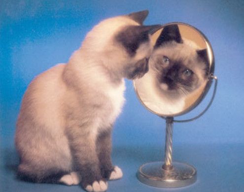 кот смотрит в зеркало