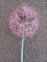 Букет Денделіон великий рожевий або білий, Н90 см, D20 см, пропитка  (фд-835) 2