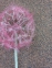 Букет Денделіон великий рожевий або білий, Н90 см, D20 см, пропитка  (фд-835) 3