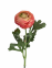 Цветок Ранункулус 1 ветка, 50 см, ткань (фд-2-219) 3
